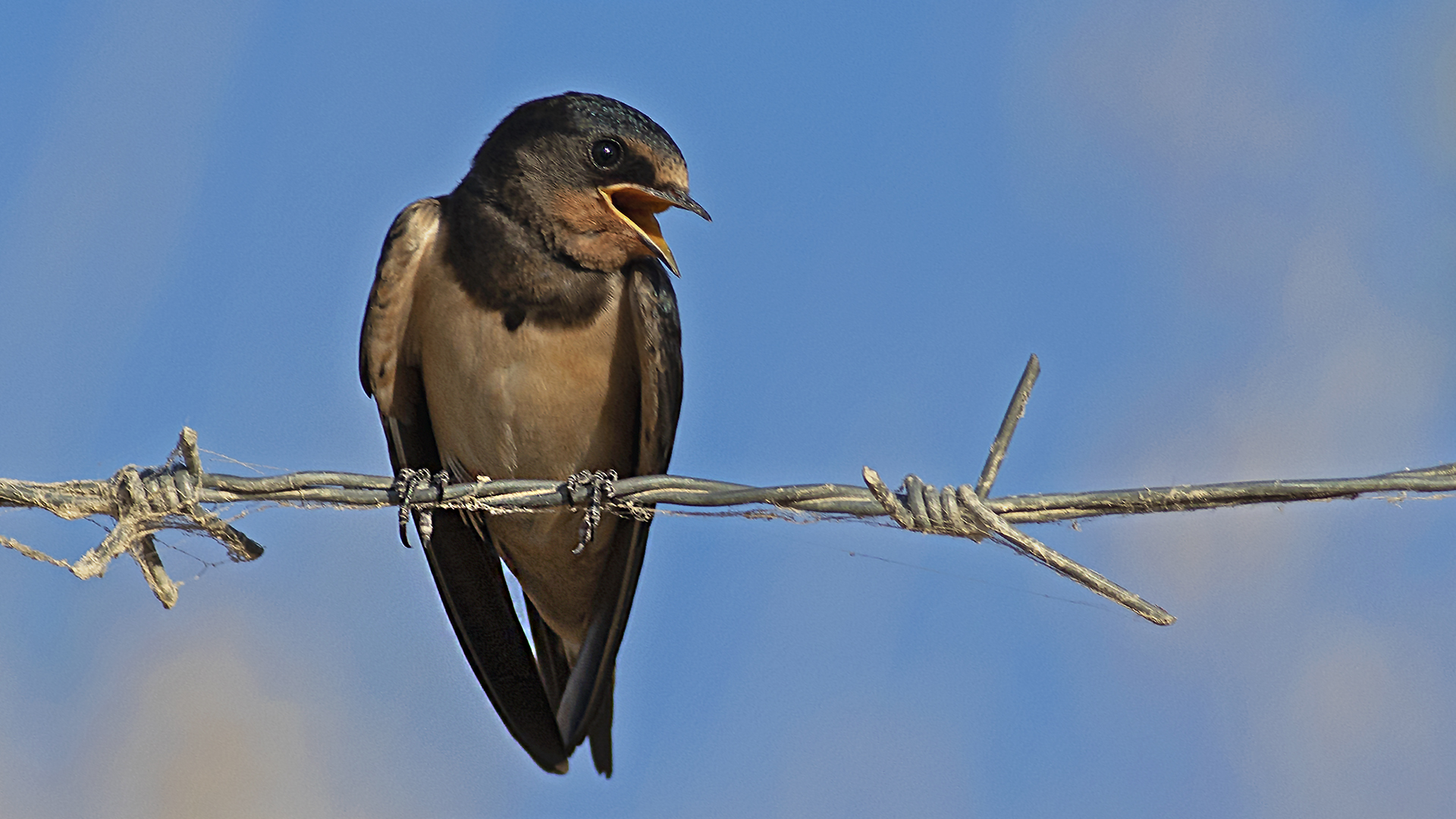 Barn Swallow